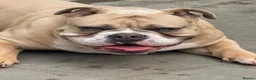 Olde English Bulldogge dogs for sale: Blue fawn olde English bulldog 1 year old KC reg - Advert 17