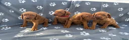 Hungarian Vizsla dogs for sale: Beautiful KC Reg Hungarian Vizsla Puppies - Advert 3