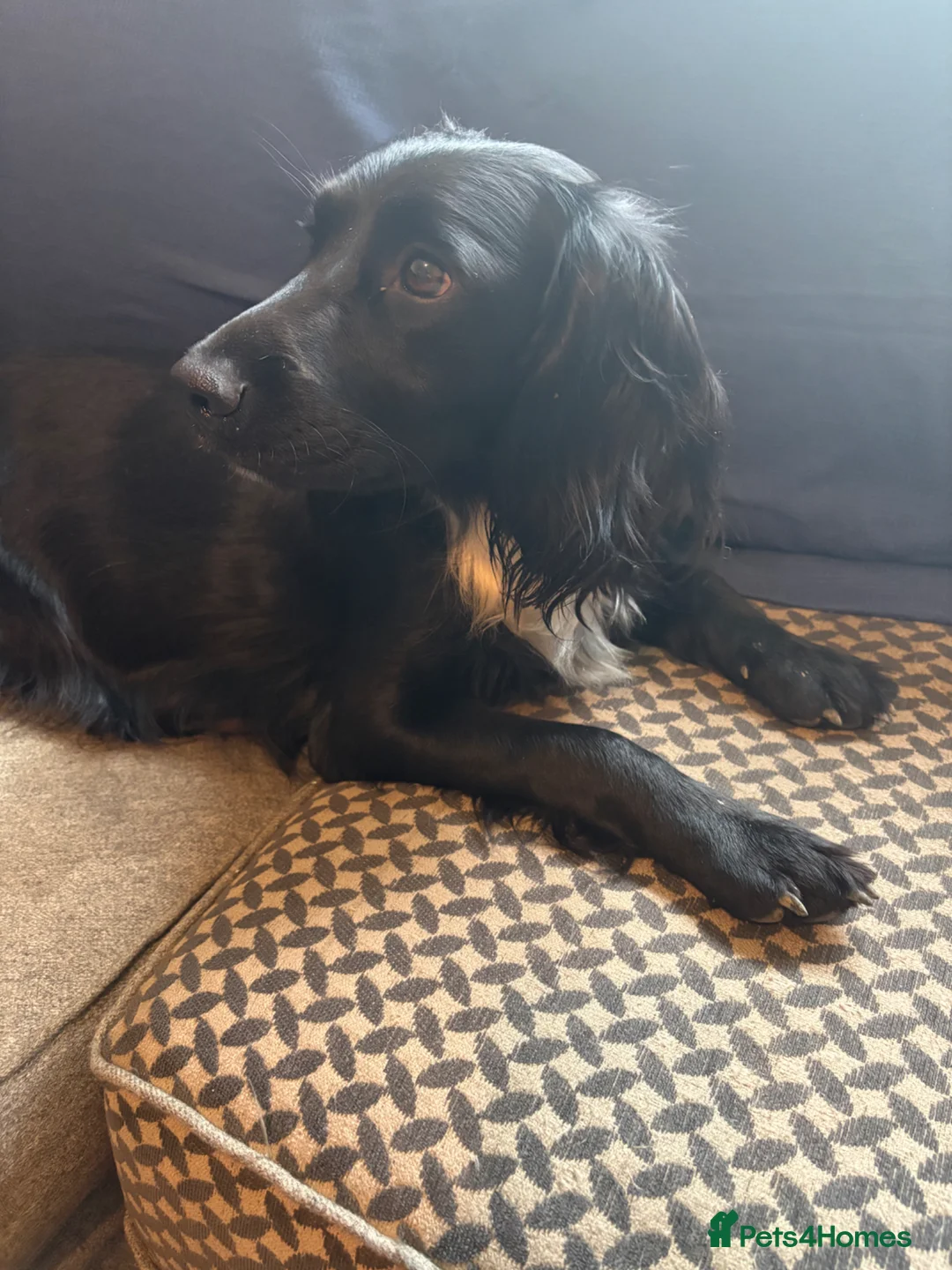 Sprocker dogs for sale: 7 Beautiful Sprocker puppies for sale - Advert 1