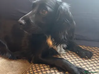 Sprocker dogs 7 Beautiful Sprocker puppies for sale - Advert 3