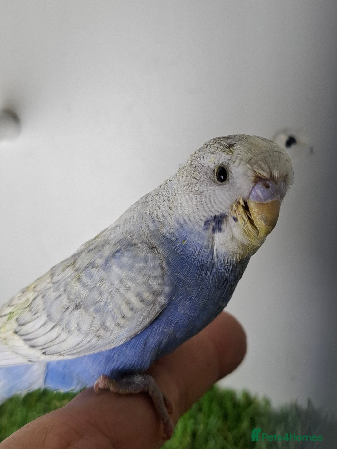 Budgerigars birds for sale: Budgies for sale  - Advert 9
