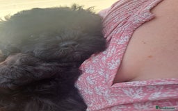 Shihpoo dogs for sale: Shihpoo Shih Tzu x Poodle (Shoodle) Puppies - Image 2