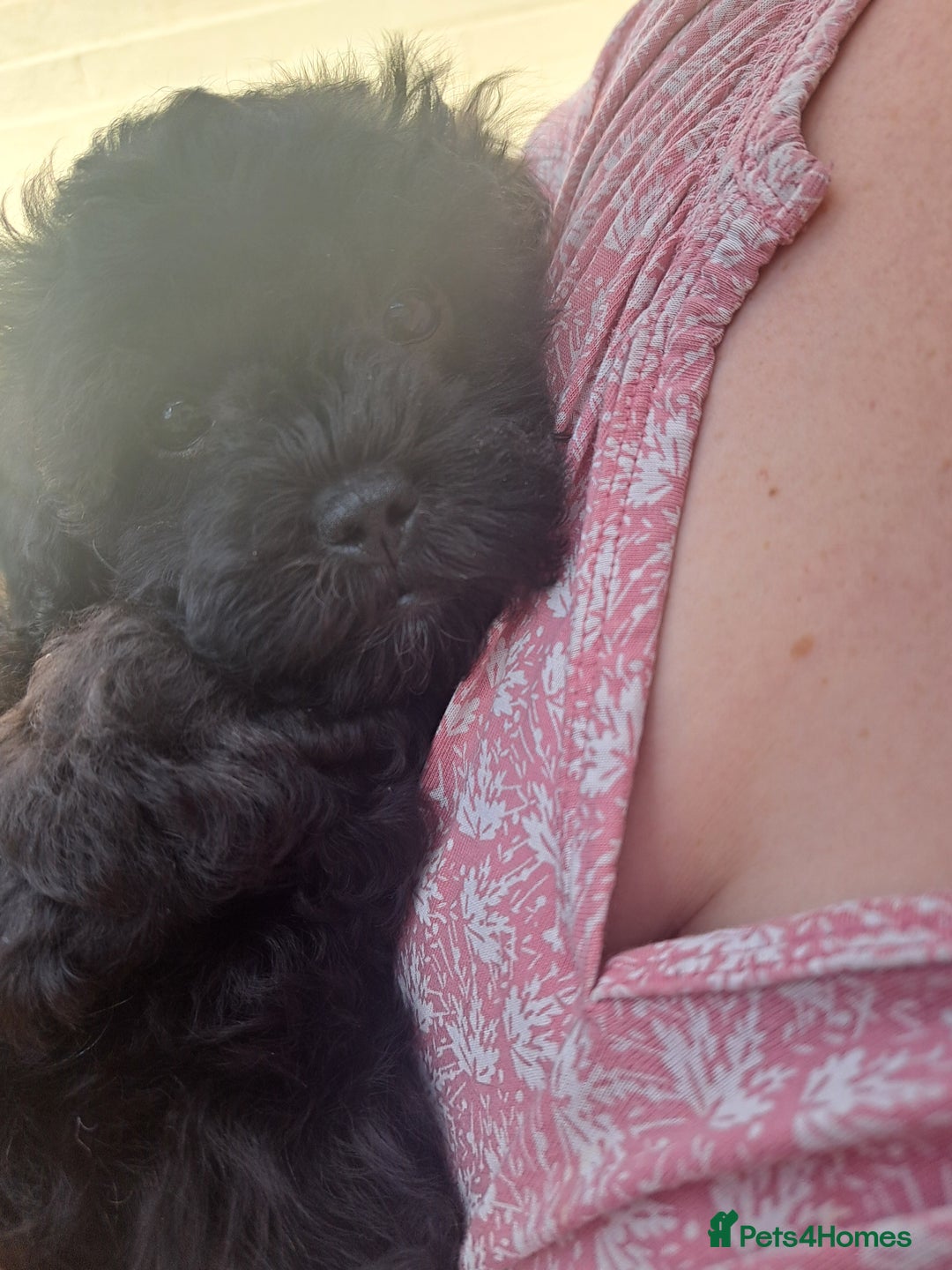 Shihpoo dogs for sale: Shihpoo Shih Tzu x Poodle (Shoodle) Puppies - Image 2