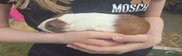Guinea Pig rodents for sale: Young female guinea pigs  - Advert 4