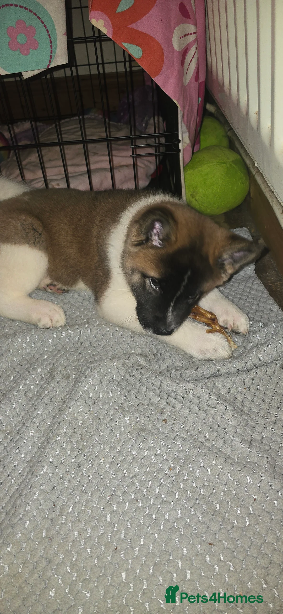 Akita dogs for sale: 1 female American akita pup - Advert 3