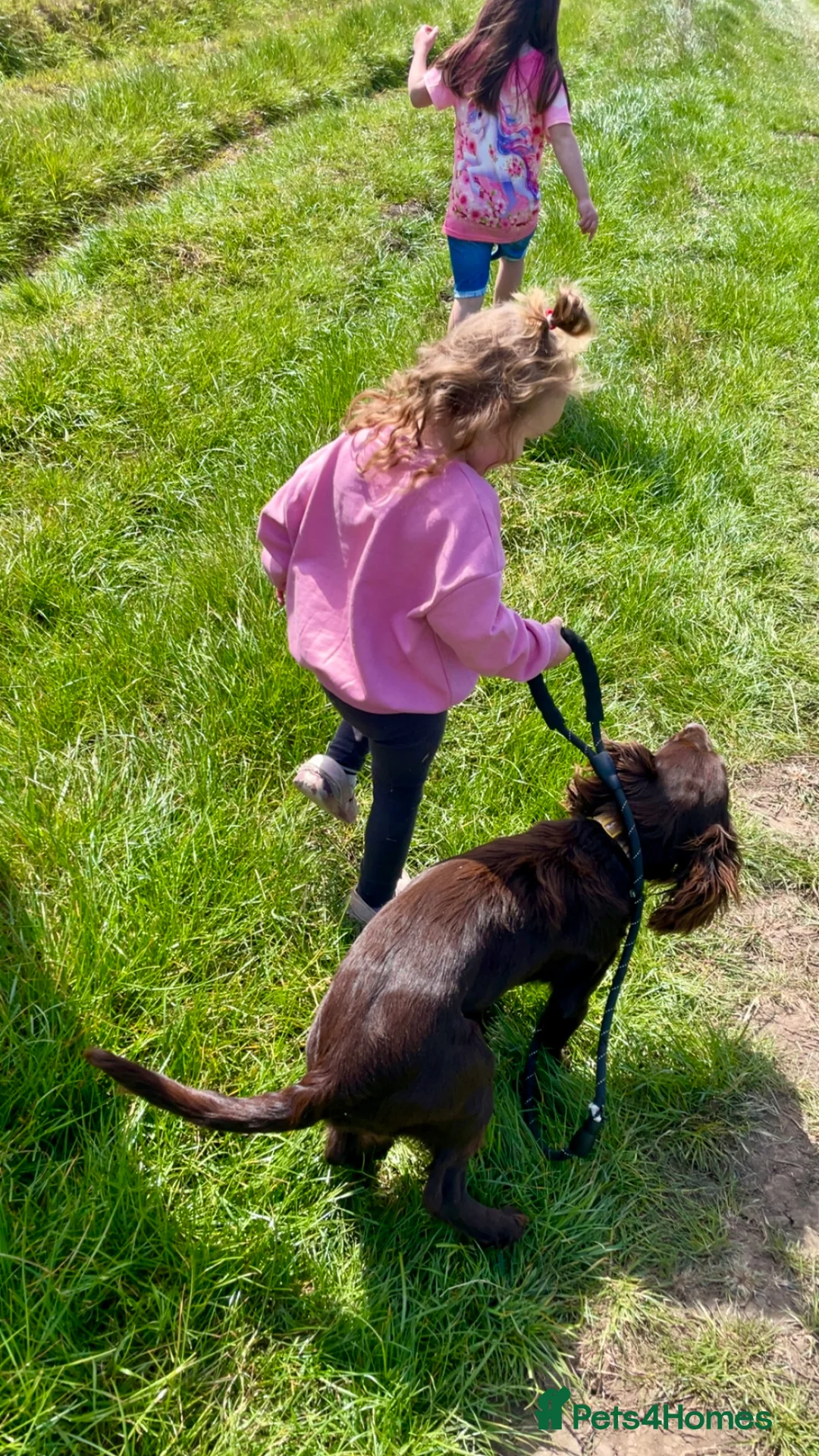 American Cocker Spaniel dogs for sale: Looking for a loving home in Hull - Advert 6