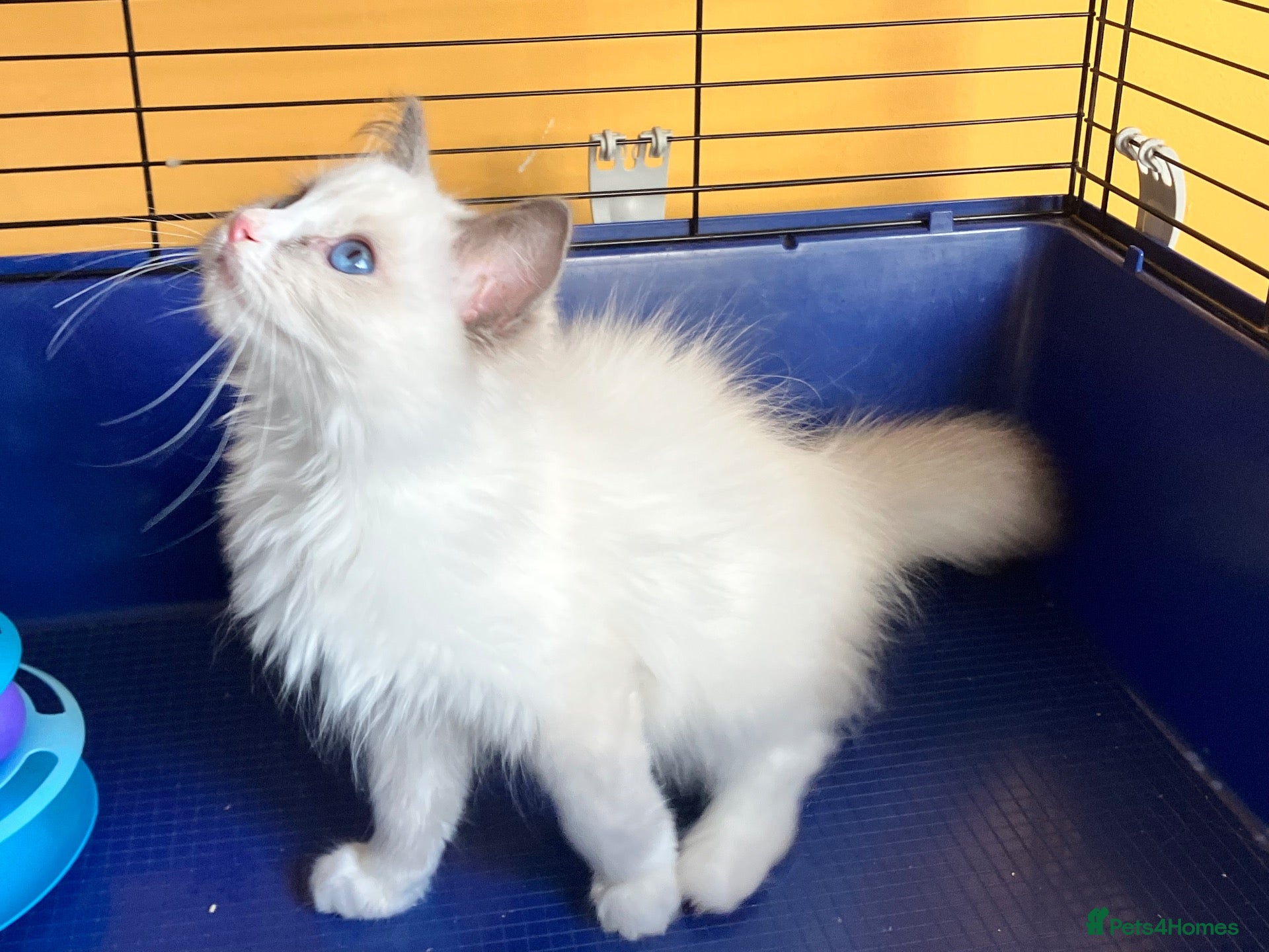 Ragdoll cats GCCF Ragdoll 🏆Champion Bloodline🌟5-Gen Pedigrees - Advert 2