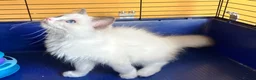 Ragdoll cats for sale: GCCF Ragdoll 🏆Champion Bloodline🌟5-Gen Pedigrees - Advert 1