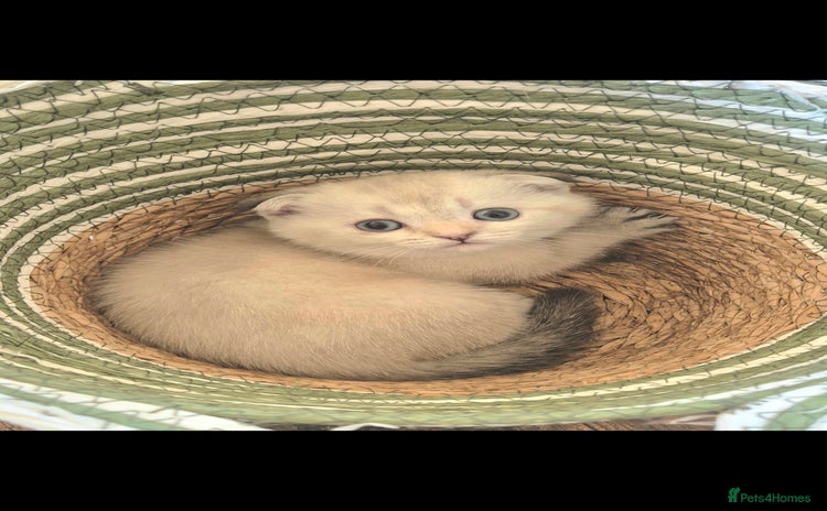 Scottish Fold cats - Advert 1