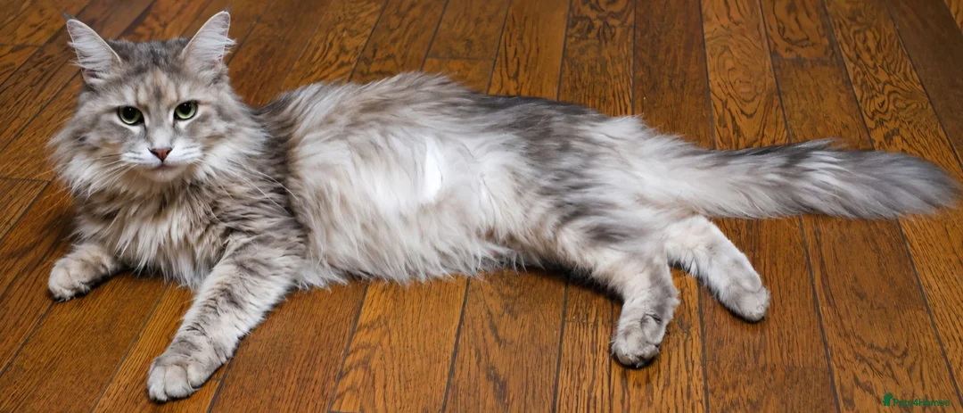 Mixed Breed cats for sale: MAINECOON X British short hair - Advert 19