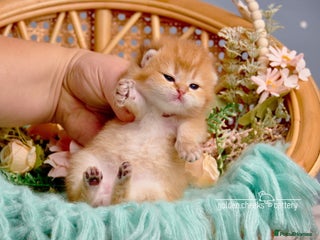 British Shorthair cats Show-Quality British Shorthair Kittens - Advert 13