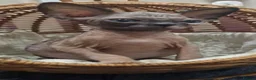 Sphynx cats for sale: 🩷Beautiful Sphynx Girls Looking for Forever Homes in Leicester - Advert 11