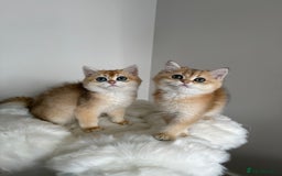 British Shorthair cats for sale: British Shorthair Golden Lilac kittens  - Image 25