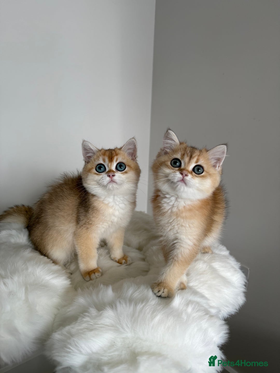 British Shorthair cats for sale: British Shorthair Golden Lilac kittens  - Image 25