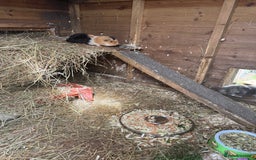 Guinea Pig rodents for sale: Guinea pigs  - Image 5