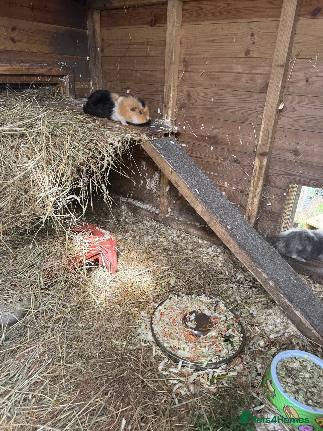 Guinea Pig rodents for sale: Guinea pigs  - Advert 5