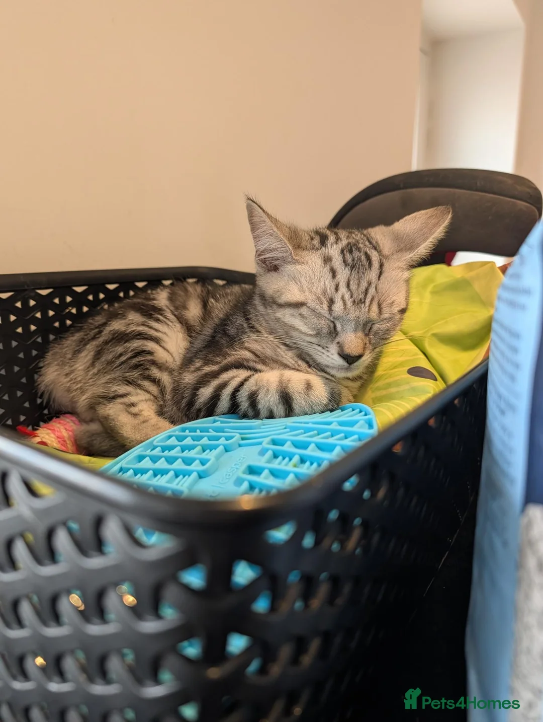 Mixed Breed cats for sale: REHOMING KITTEN 6 MONTHS OLD  in Bicester - Advert 2