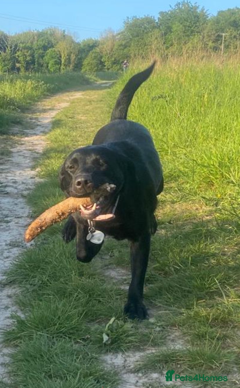 Labrador Retriever dogs for sale: Stunning Labrador puppies in Canterbury - Advert 3