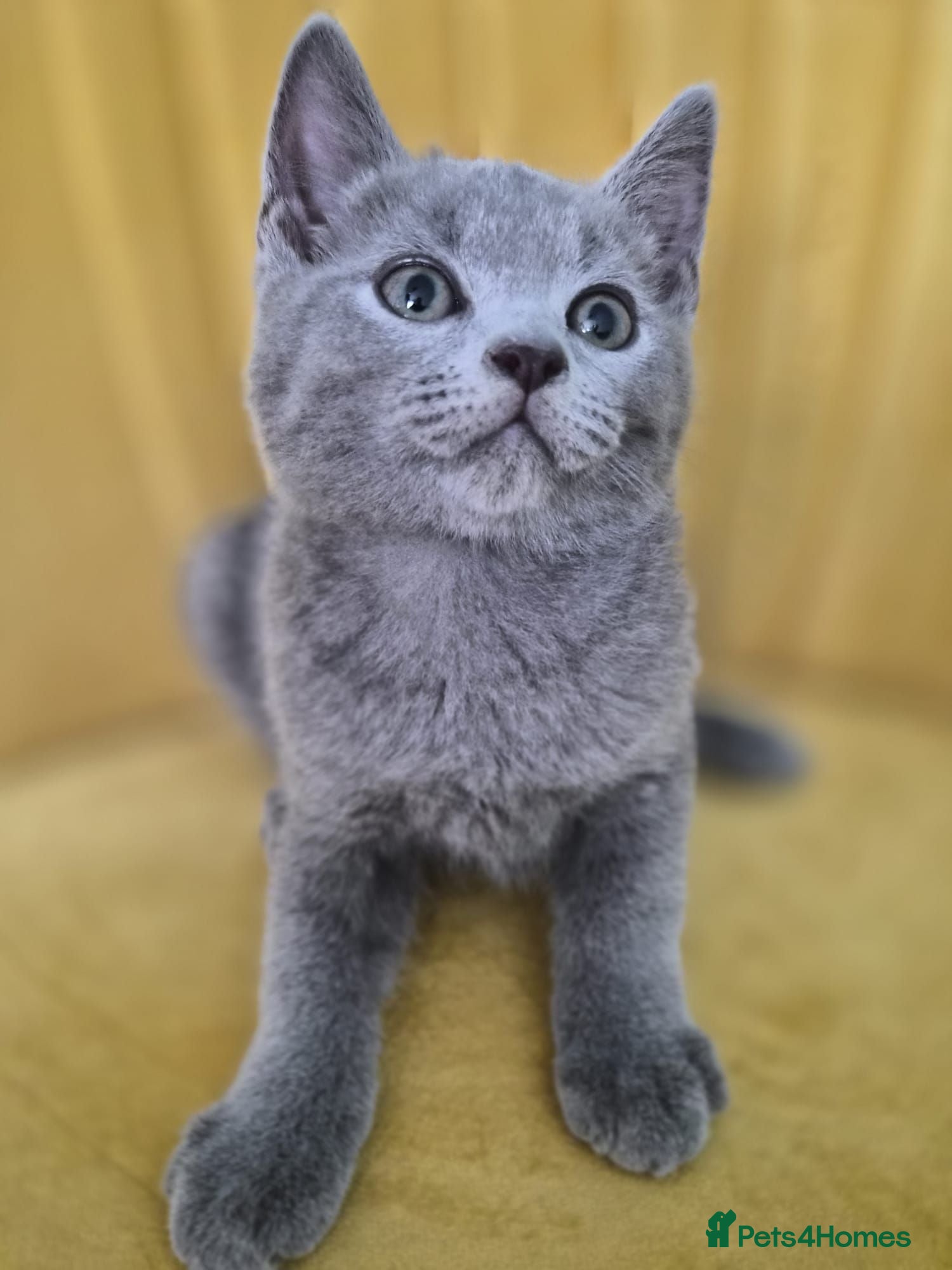 British Shorthair cats Adorable British shorthair kittens - Ready now 😻 - Advert 2