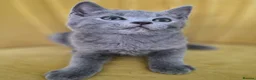 British Shorthair cats for sale: Adorable British shorthair kittens - Ready now 😻 - Advert 7