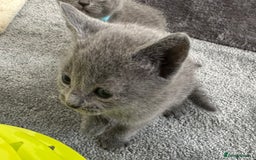 Russian Blue cats for sale: Russian Blue Kittens  - Advert 37