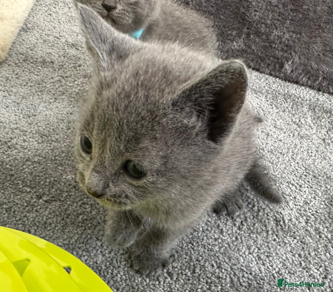 Russian Blue cats for sale: Russian Blue Kittens  - Advert 37