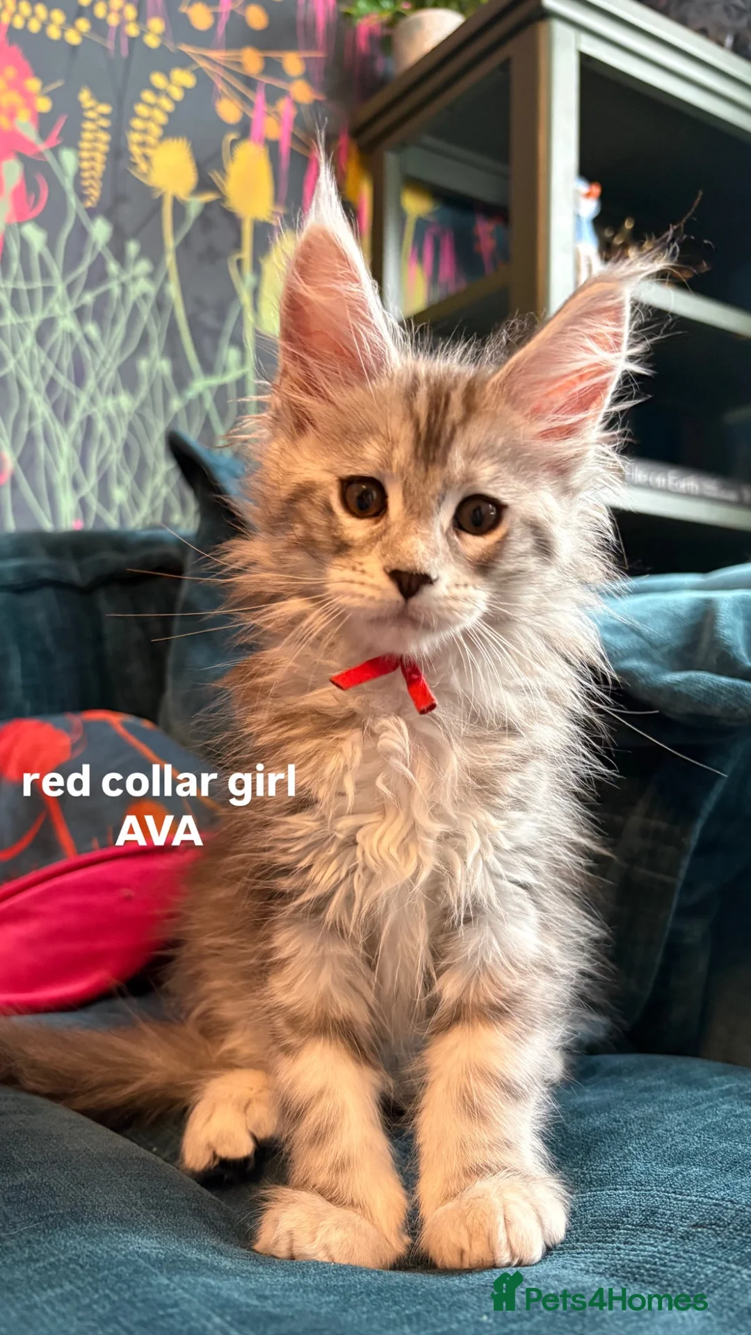 Maine Coon cats for sale: Gorgeous TICA Registered Maine Coon Kittens - Advert 1