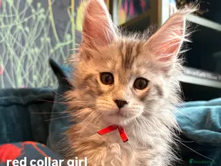 Maine Coon cats Gorgeous TICA Registered Maine Coon Kittens - Advert 13