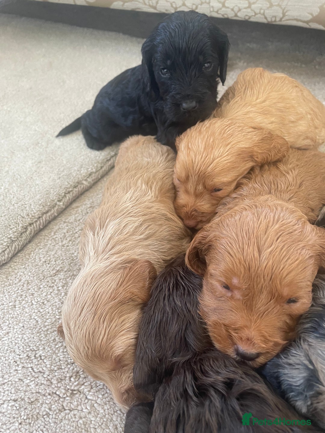 Cockapoo dogs for sale: F1 cockapoo puppies - Image 21