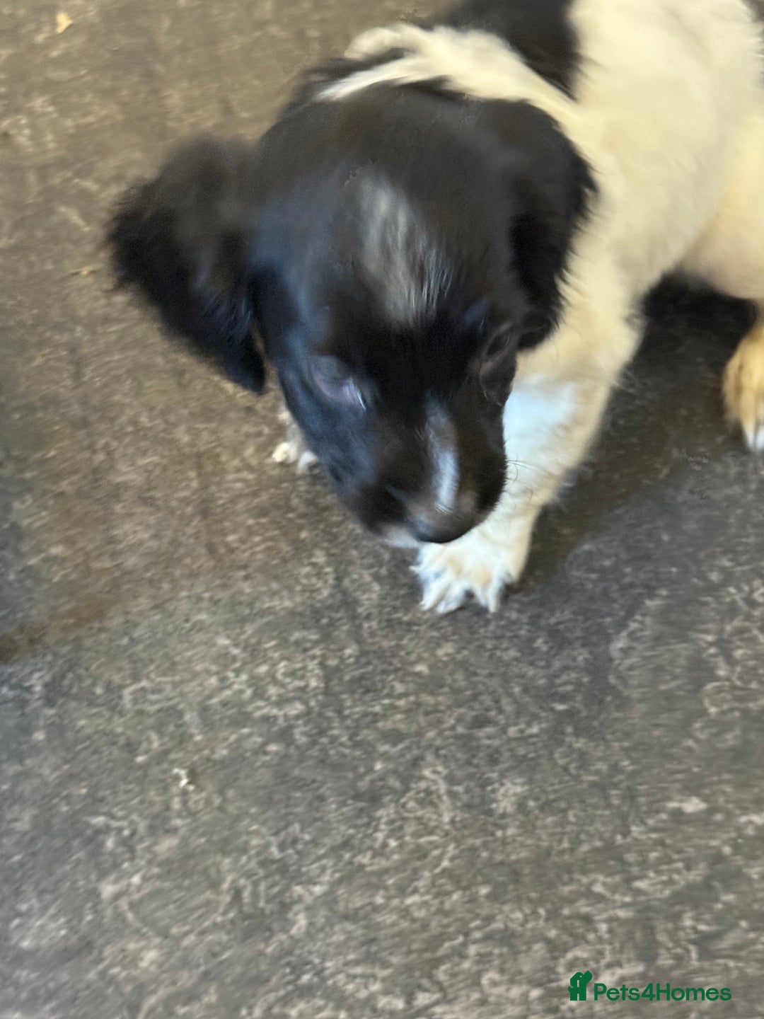 English Springer Spaniel dogs for sale: English Springer spaniel  - Image 4