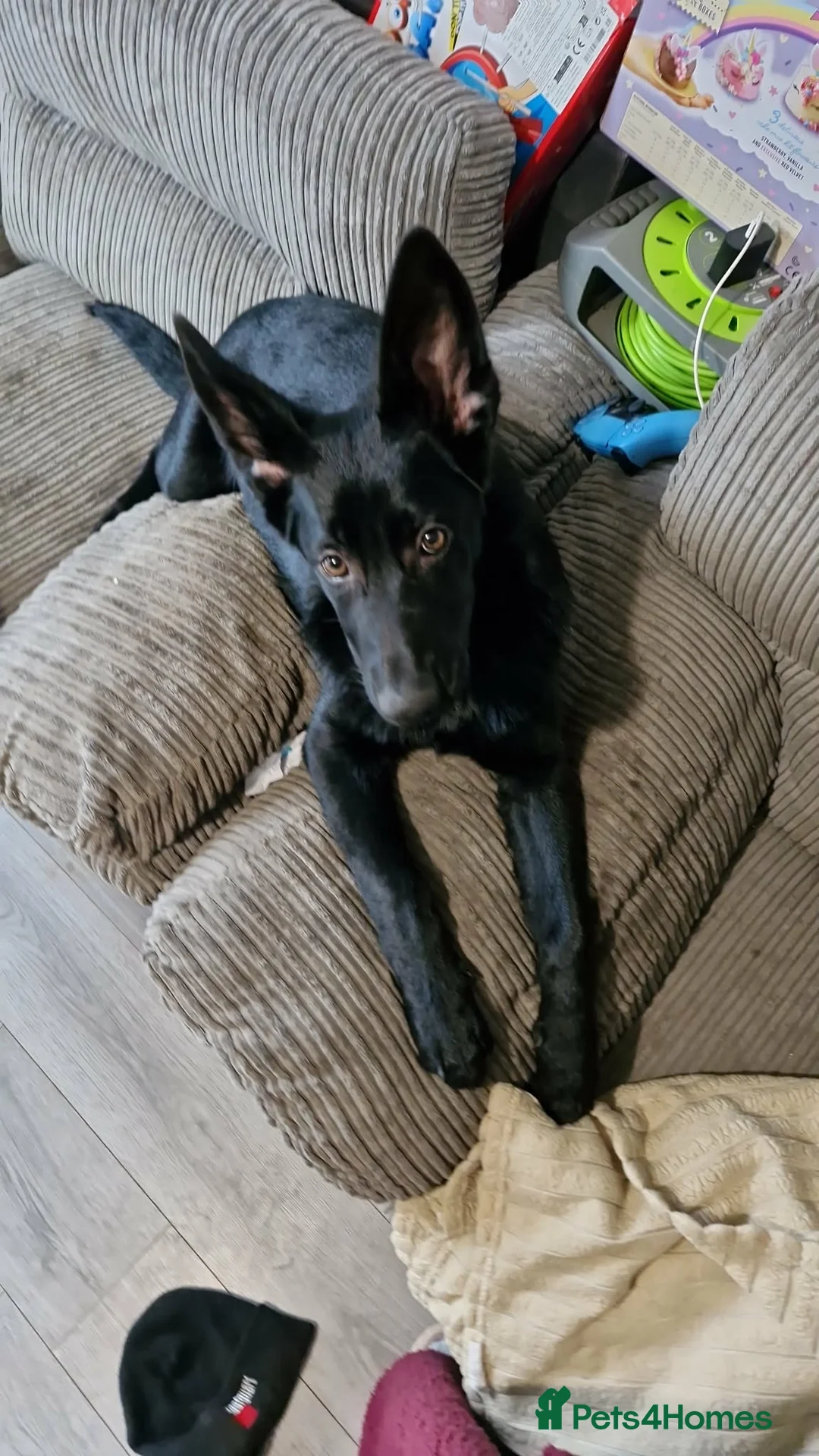 German Shepherd dogs for sale: Female German Shepard - Advert 1