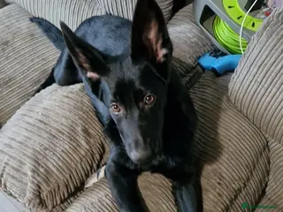 German Shepherd dogs Female German Shepard - Advert 8