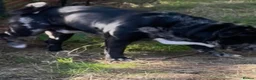 Olde English Bulldogge dogs for stud: For Stud: HarlequinMerle Olde Eng (Mammut) Bulldog - Advert 7