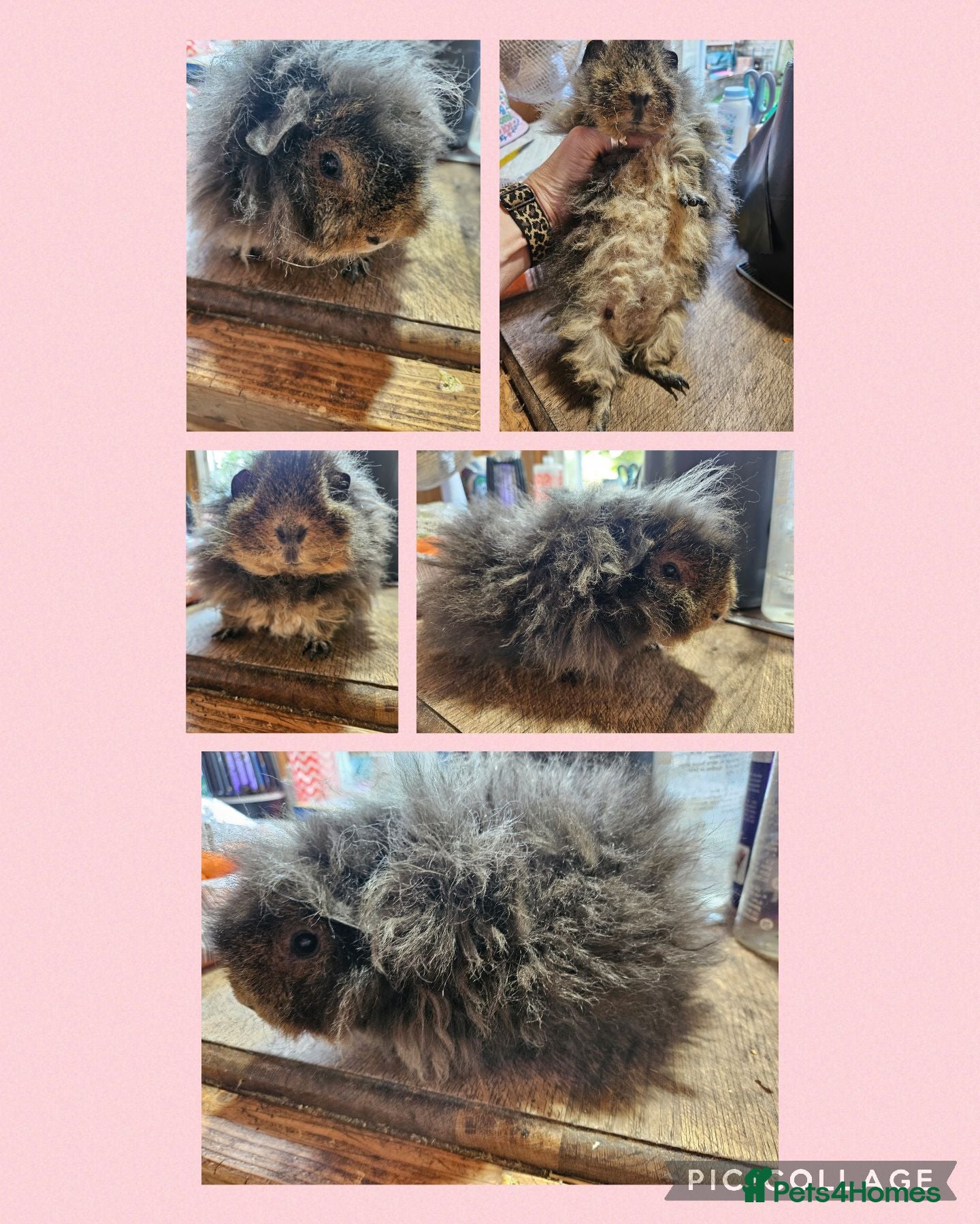Guinea Pig rodents Gorgeous funky sow ready to leave - Advert 1
