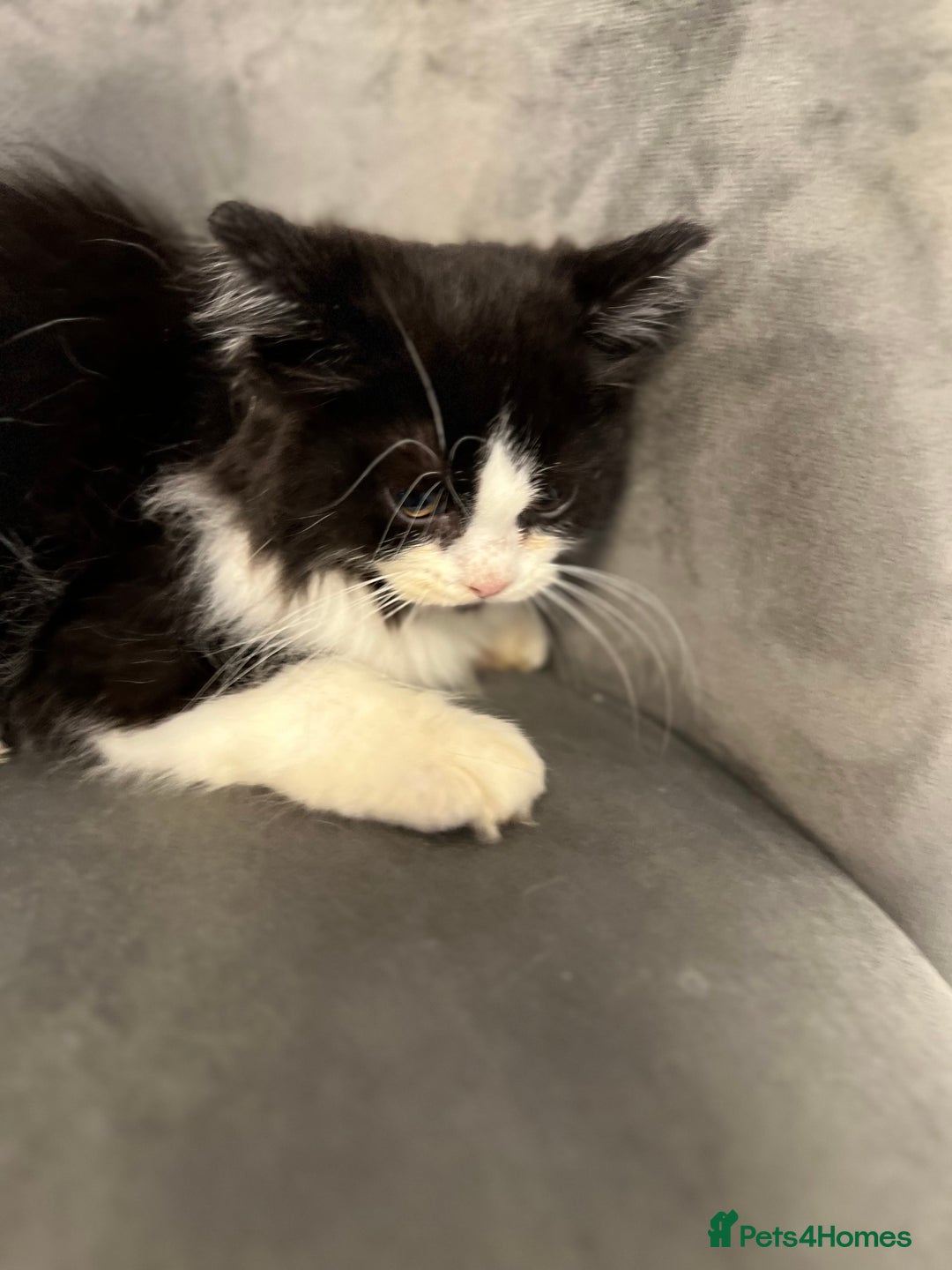 British Shorthair cats for sale: British short hair mixed kittens  - Image 18