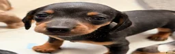 Miniature Dachshund dogs for sale: True beautiful tiny mini dachshunds puppies - Advert 4