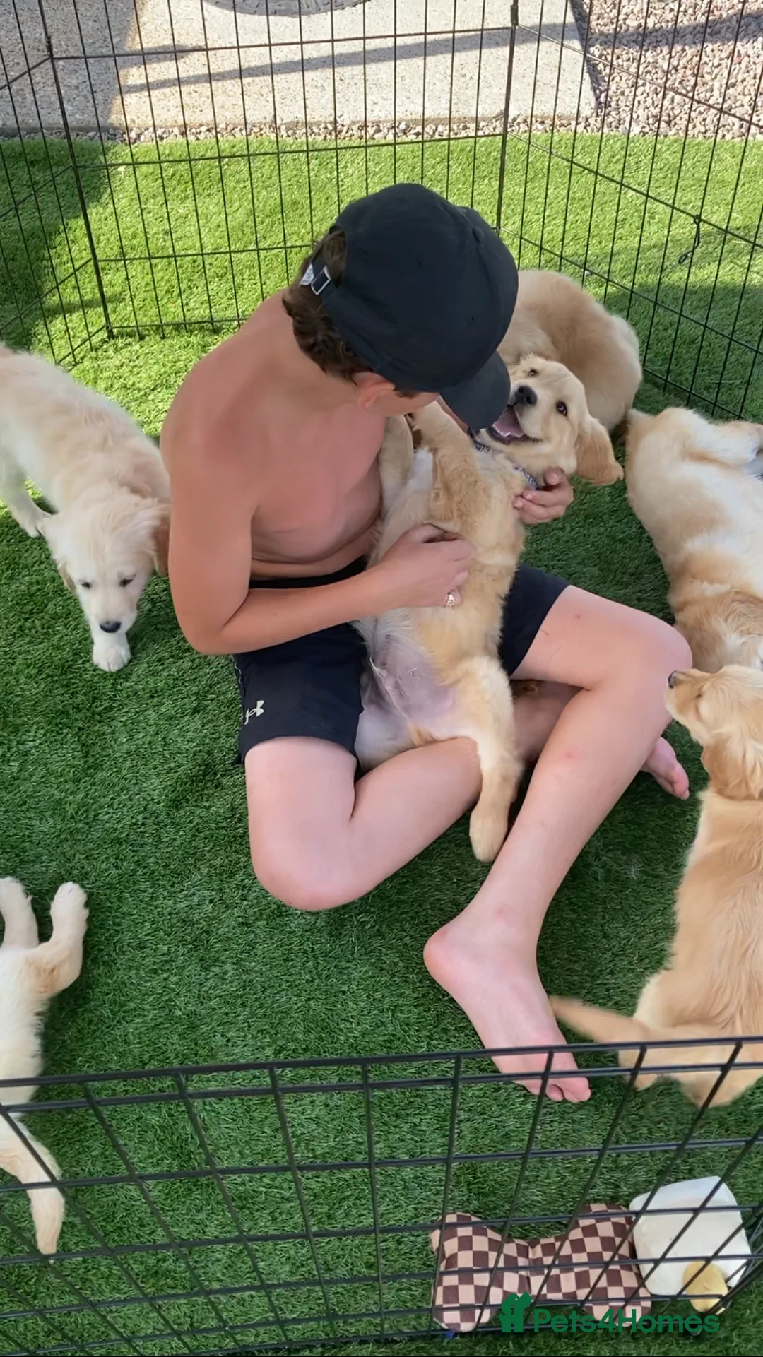 Golden Retriever dogs for sale: Golden retriever  in Romford - Advert 36