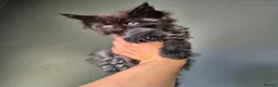 Maine Coon cats for sale: Tica active registered  - Advert 2