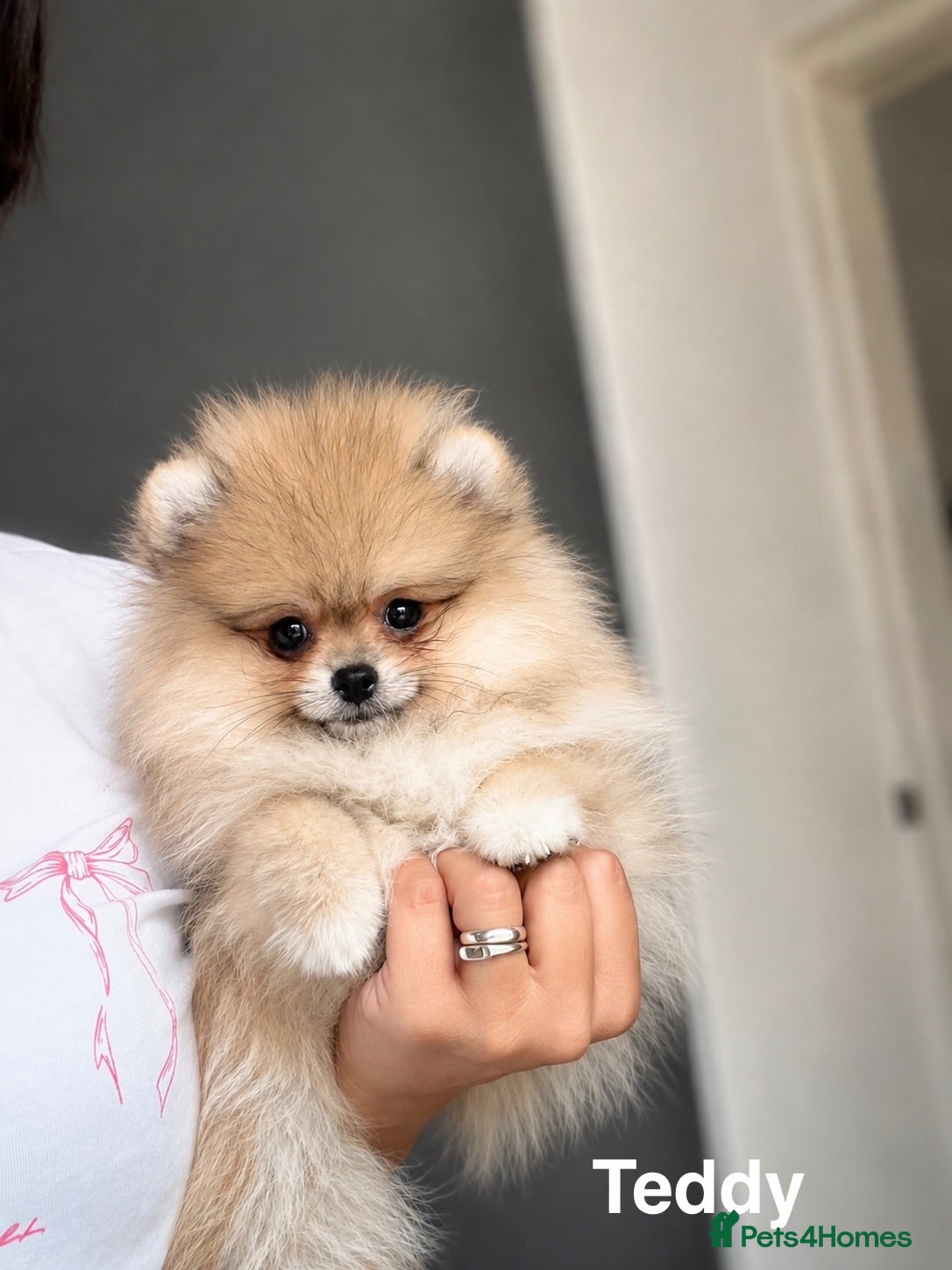 Pomeranian dogs Pure Teddy🐻Tiny🐾Outstanding 🏆 - Advert 1