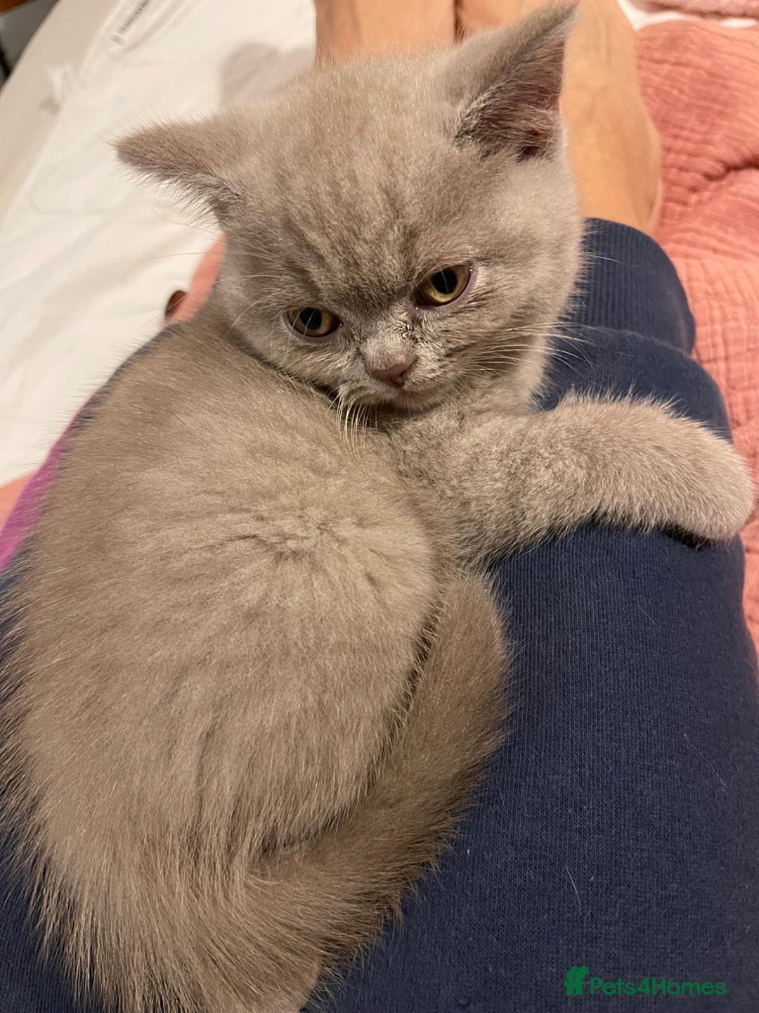 British Shorthair cats for sale: British Shorthair Kittens - Ready in 3 Weeks! - Image 15