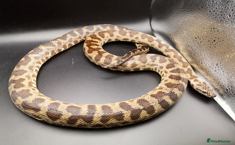 Python Snake reptiles - Advert 1