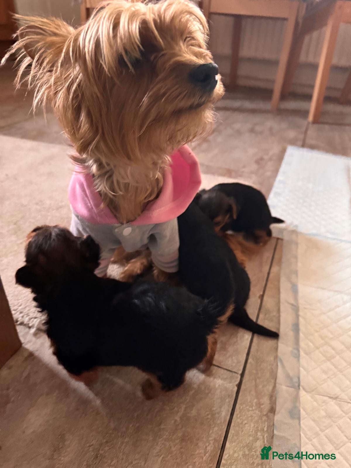 Yorkshire Terrier dogs 3 Adorable Yorkshire Terrier Puppies (2F, 1M) - Advert 1
