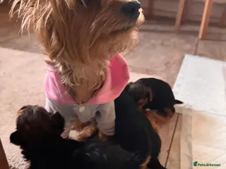 Yorkshire Terrier dogs 3 Adorable Yorkshire Terrier Puppies (2F, 1M) - Advert 7