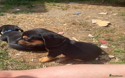 Mixed Breed dogs for sale: Dashound x beagle - Image 2