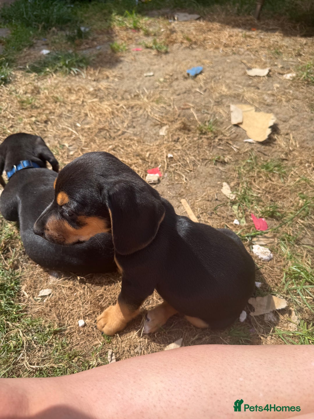 Mixed Breed dogs for sale: Dashound x beagle - Image 2