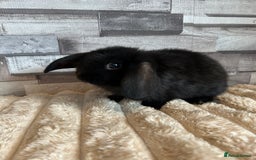 Mini Lop rabbits for sale: ⭐️Pure Breed Holland lops⭐️ - Image 25
