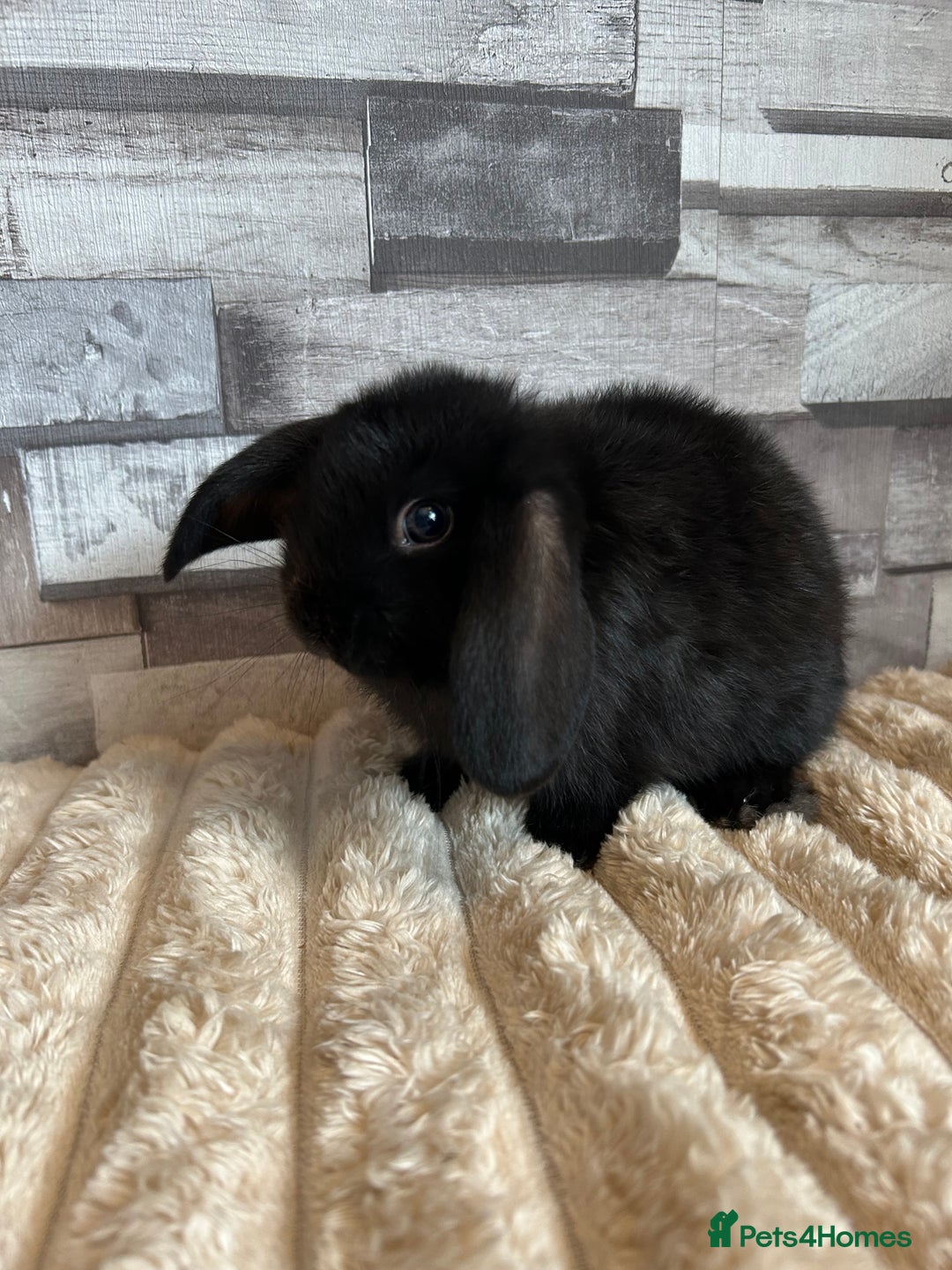 Mini Lop rabbits for sale: ⭐️Pure Breed Holland lops⭐️ - Image 25