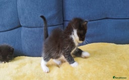 Ragdoll cats for sale: Half Ragdoll -one black boy - Image 23