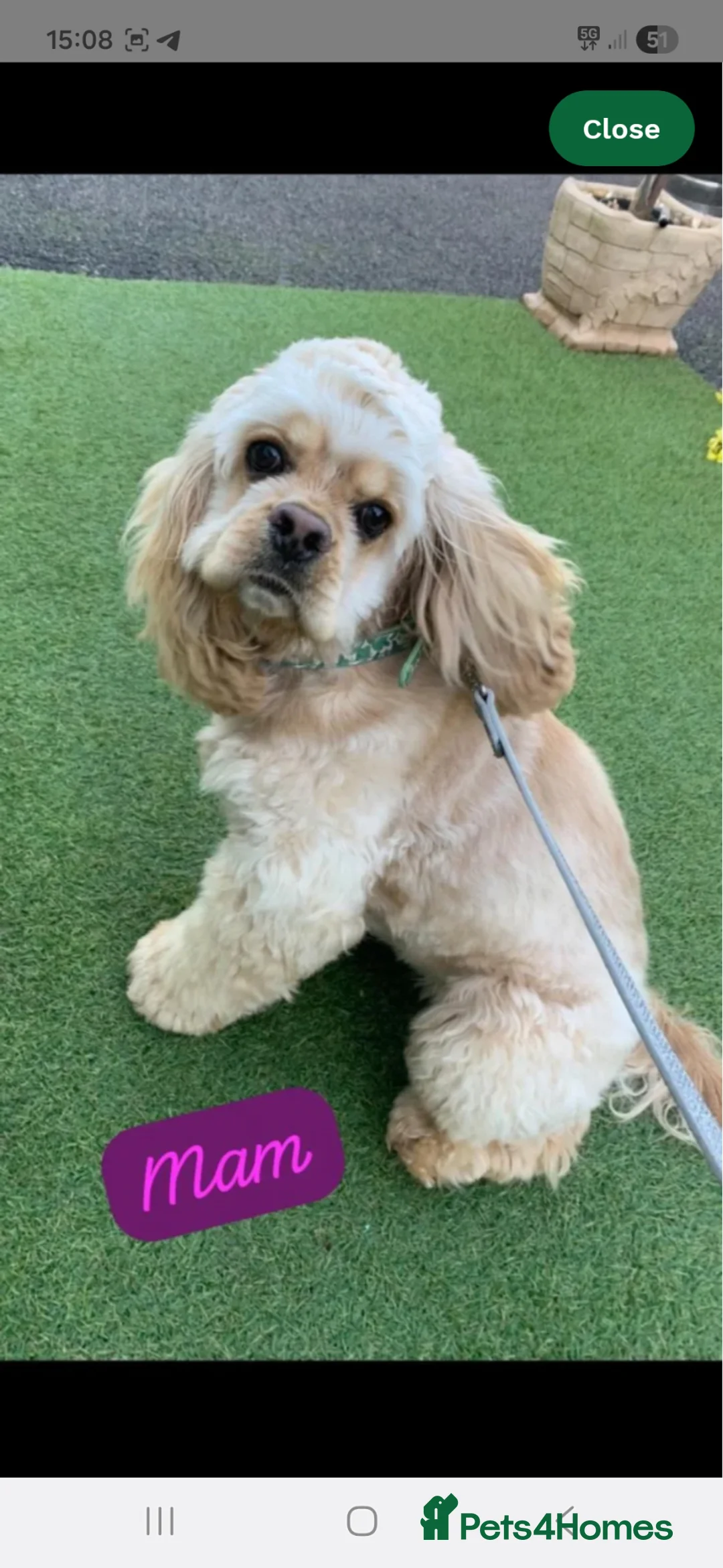 American Cocker Spaniel dogs for sale: American cocker spaniel KC reg Male - Advert 8