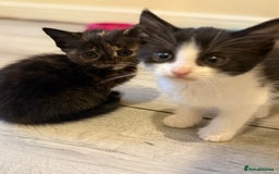 Maine Coon cats for sale: Ready to Go- Beautiful Maincoon x kittens  - Image 4